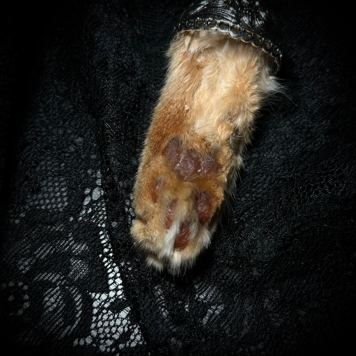 Mummified Orange Cat paw keepsake keychain