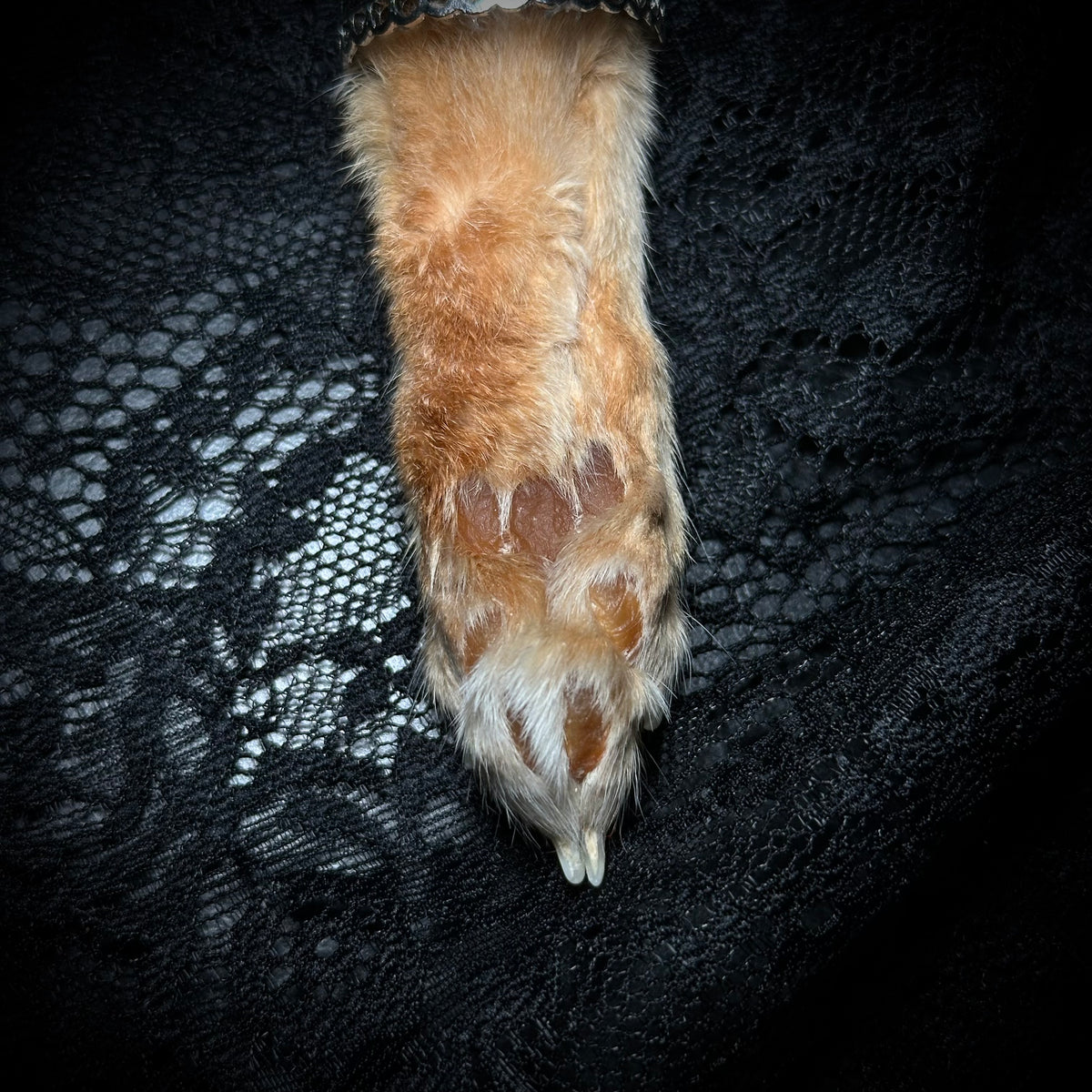 Mummified Orange Cat paw keepsake keychain