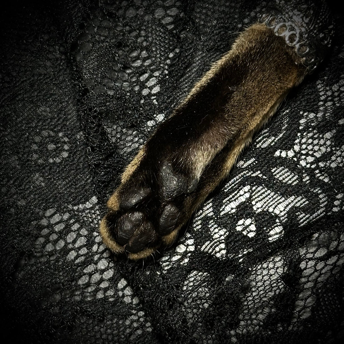 Mummifed Torbie cat paw keepsake keychains