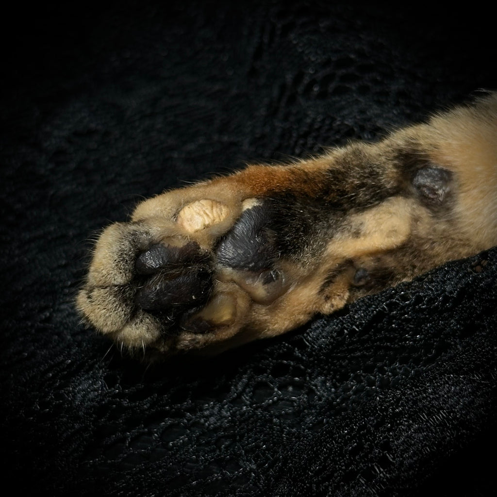 Mummifed Torbie cat paw keepsake keychains